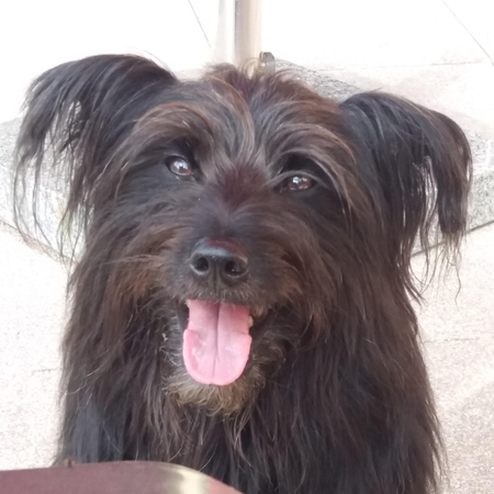 Hundetreffen 2016 im Allgäu (3)